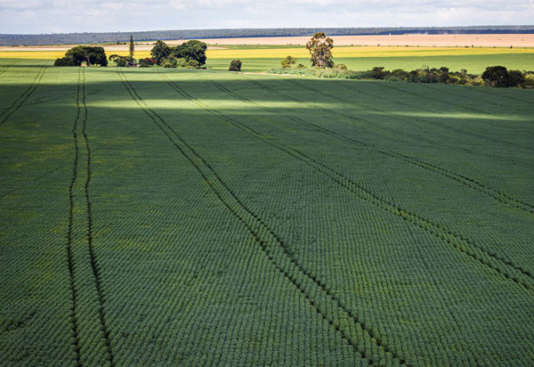 IBGE estima safra recorde de 263 milhões de toneladas em 2022