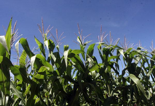 Safra baiana cresce e produção de grãos bate recorde em 2018