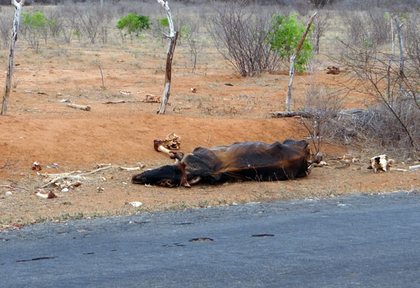 Governo da Bahia decreta situação de emergência em diversos municípios da região Sudoeste