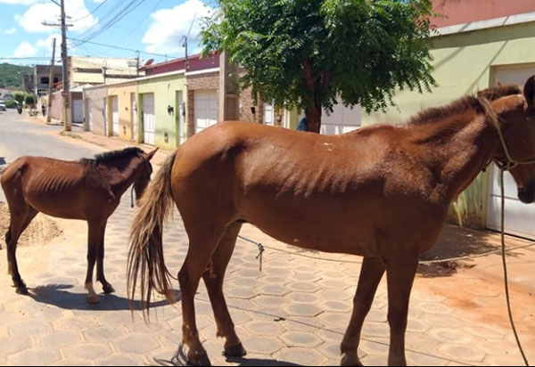 Brumado: SMTT apreendeu animais nesta terça (28)