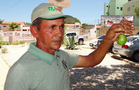 BRUMADO: PRODUTORES RURAIS CULTIVAM UMBU GIGANTE