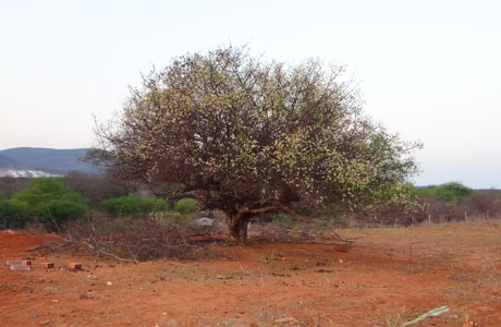 Umbuzeiros começam florir na região de Brumado