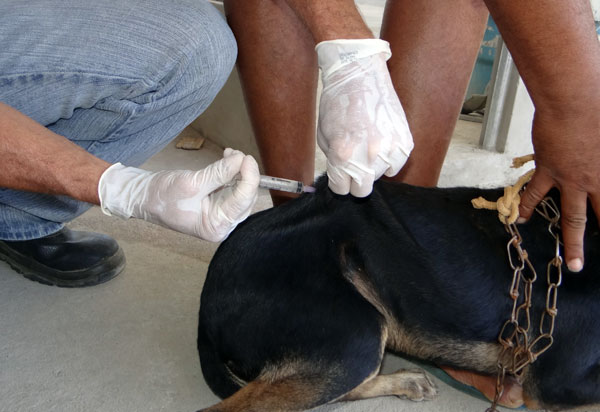 Brumado: Neste sábado (18) tem campanha de vacinação contra raiva animal para cães e gatos