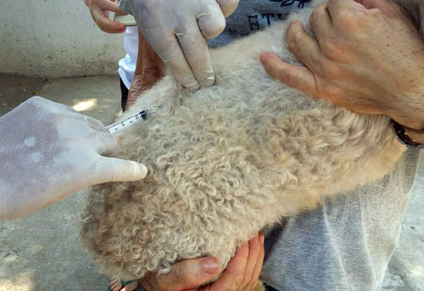 Aracatu: dia 28 de julho acontece o ‘Dia D’ de vacinação contra a raiva