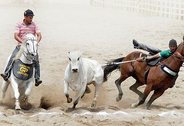 Câmara aprova projeto que regulamenta a vaquejada
