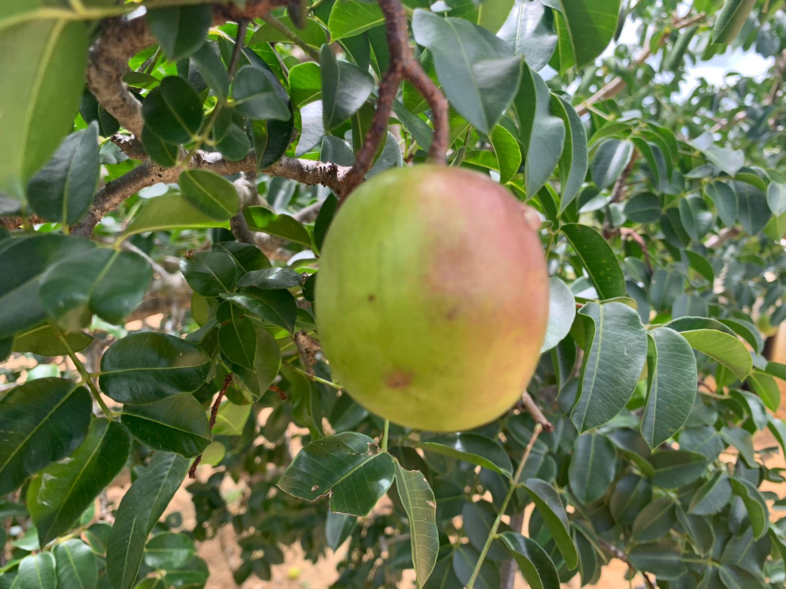Experiência com a produção de umbu gigante de agricultores familiares do Sudoeste deverá ser multiplicada