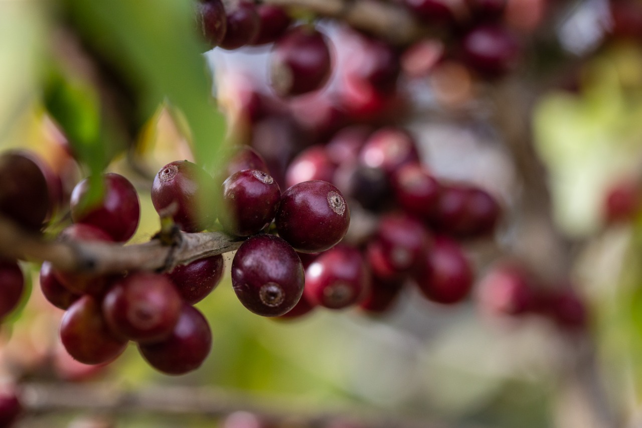 Qualidade dos grãos de café produzido por famílias agricultoras da Chapada Diamantina garante preços acima do mercado