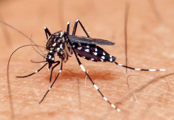 Bahia tem 255 cidades em alerta ou risco de surto de dengue, zika e chikungunya