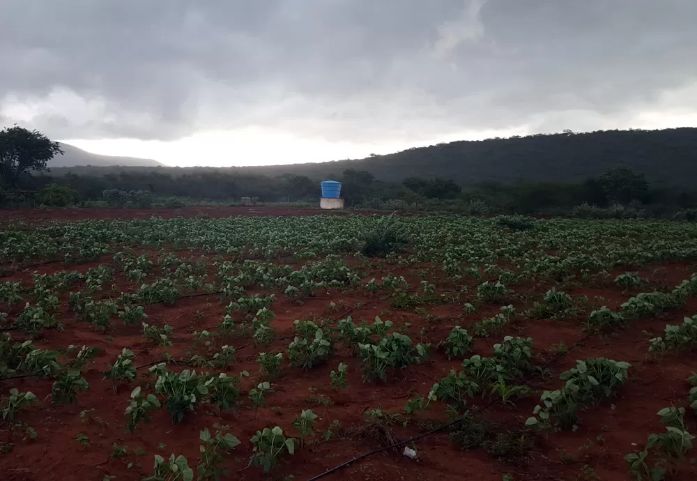 Governo libera crédito de R$ 200 mi para Plano Safra 22/23