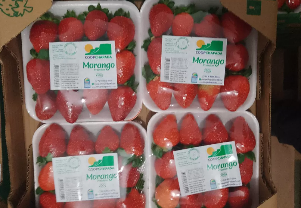 Cooperativa de morangos faz reposicionamento de marca visando acessar mais mercados 