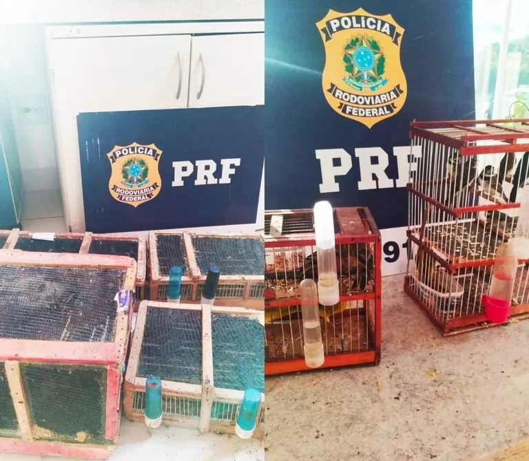 Quase 500 pássaros silvestres são resgatados em condições precárias na BR 116