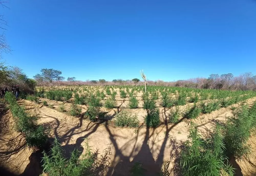 Mais de 231 toneladas de drogas são retiradas de circulação em 2022