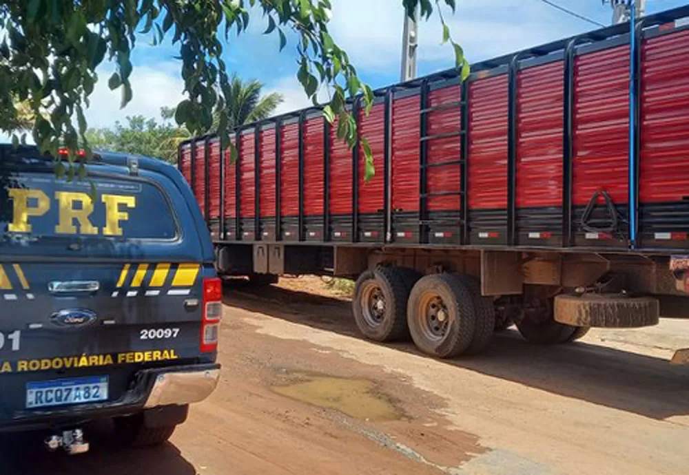 Caminhões boiadeiro realizando transporte irregular de gado são interceptados pela PRF na Chapada Diamantina