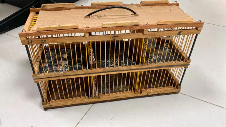 PRF resgata 12 pássaros sendo transportados irregularmente dentro de ônibus