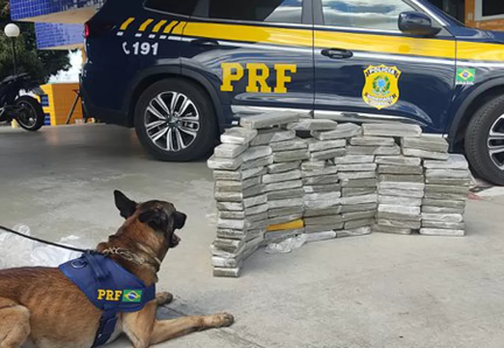 Cão farejador da PRF localiza 89 quilos de maconha em Vitória da Conquista 