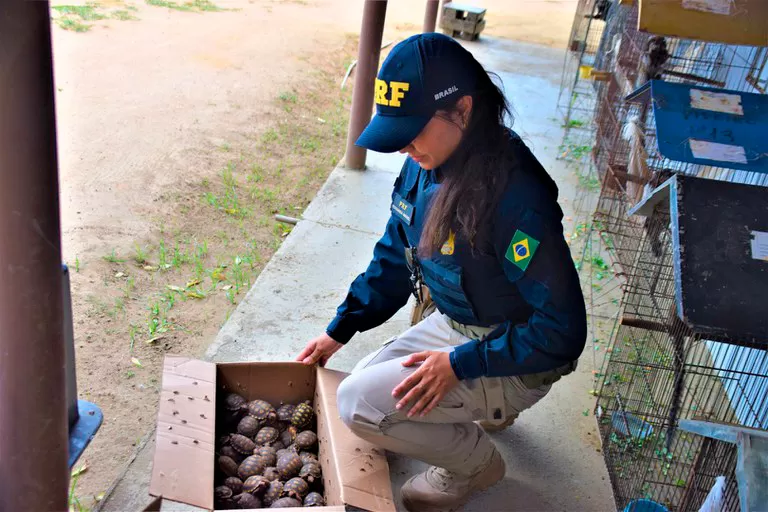 PRF na Bahia registra maior ocorrência de resgate de animais silvestres esse ano no país
