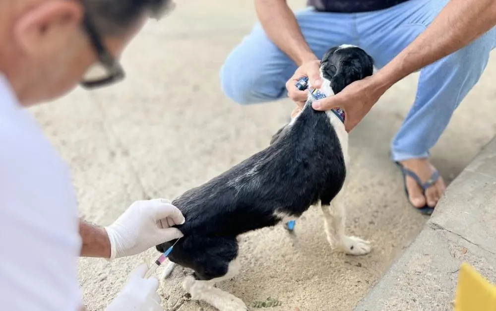 Brumado promove imunização contra a raiva em animais