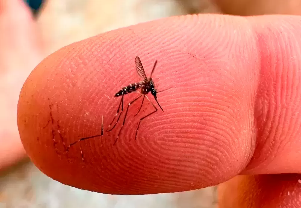 Dengue: quase todos os estados brasileiros têm tendência de queda