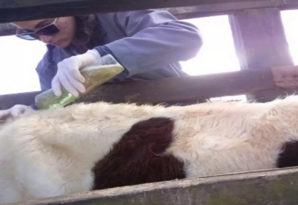 Pesquisadores baianos criam carrapaticida à base de plantas medicinais