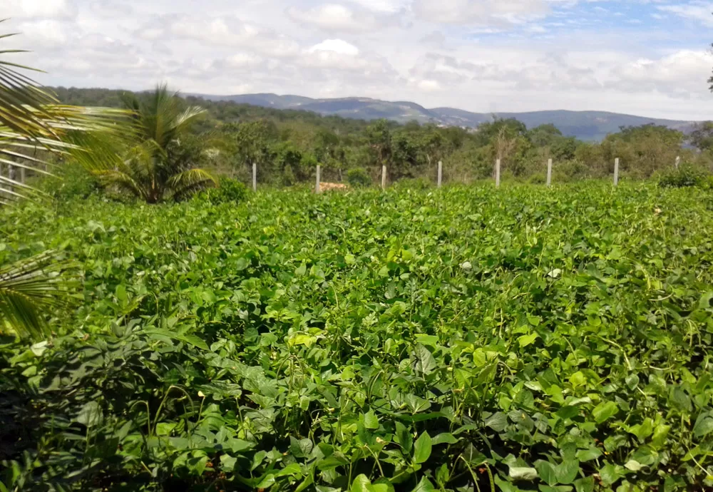 3 em cada 10 produtores rurais estão inadimplentes, revela Serasa Experian