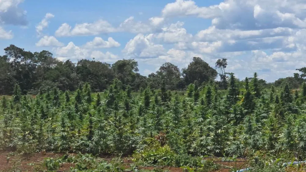 Operação Deméter erradica plantação com cerca de 180 mil pés de maconha na zona rural de Bonito