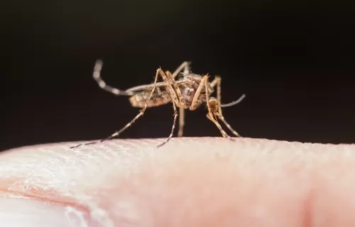 Micro região de Brumado: População de Presidente Jânio Quadros precisa ficar alerta contra o Aedes aegypti
