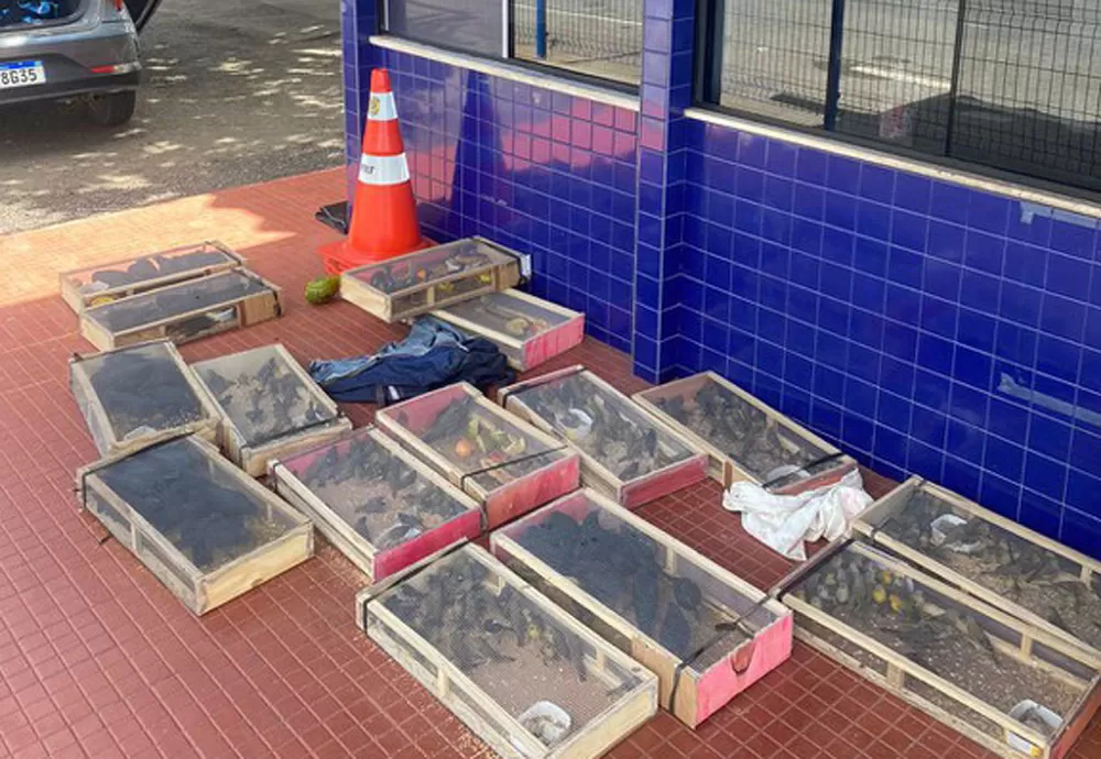 Irmãos são detidos pela segunda vez na BR 116 transportando pássaros amontoados dentro de carro