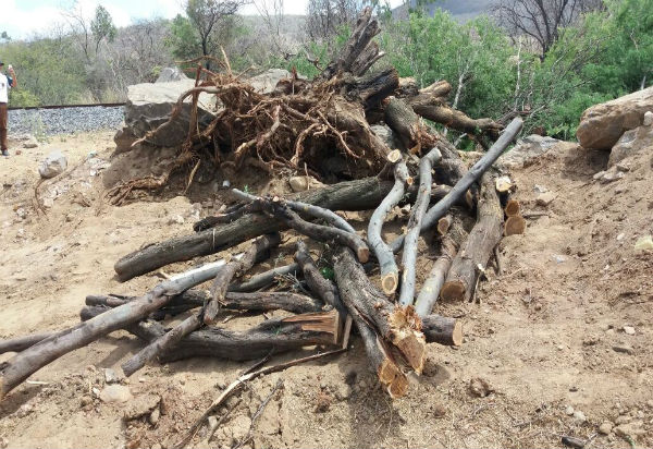 Brumado: moradores da Vila Presidente Vargas denunciam desmatamento na localidade 