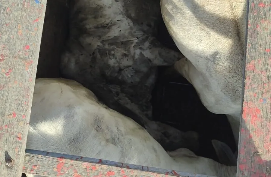 CIPRv/Brumado Apreende Veículo com Transporte Irregular de Bovinos em Vitória da Conquista