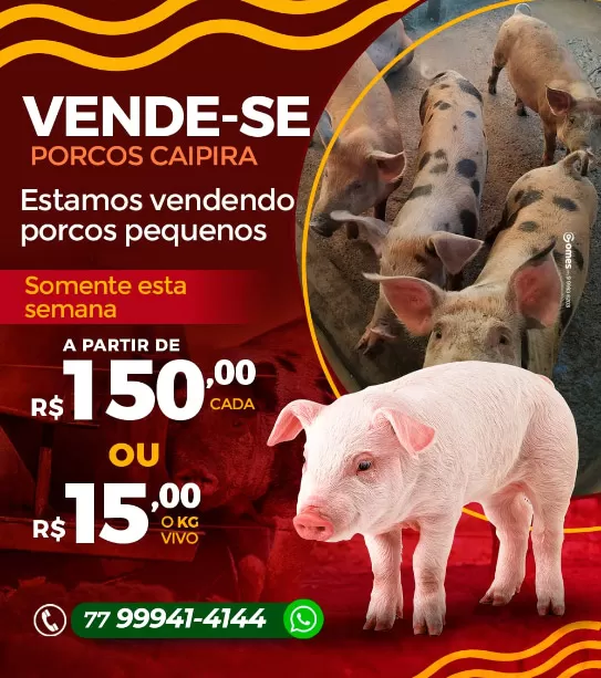 Brumado: Adquira seu porco para criação de São João conosco