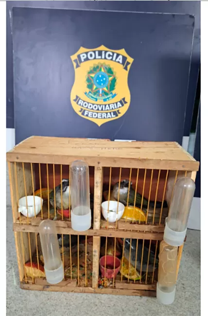 PRF resgata aves silvestres em condições precárias na BR 116 em Vitória da Conquista