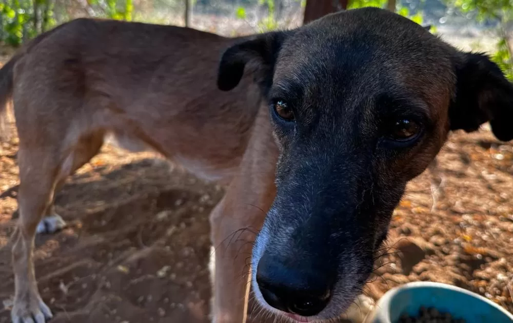 Campanha de Vacinação Antirrábica Animal Alcança Quase 8 Mil Pets em Brumado