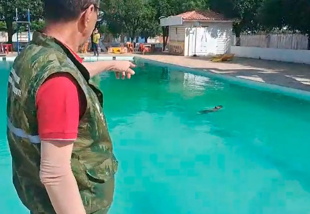 Guanambi: Capivara é resgatada em piscina de clube e devolvida ao habitat natural