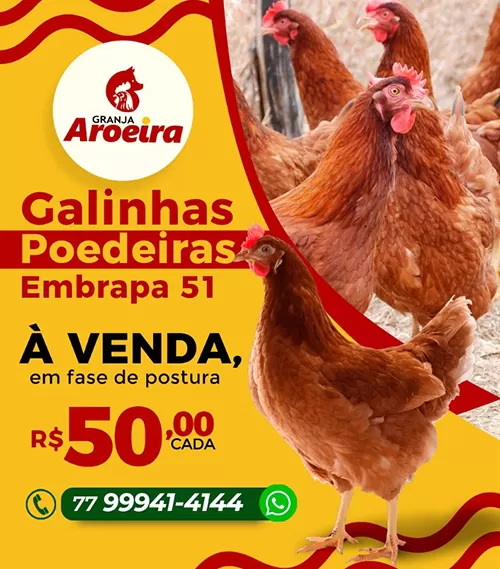 Brumado: Granja Aroeira oferece Galinhas poedeiras em fase de postura por R$ 50,00 cada