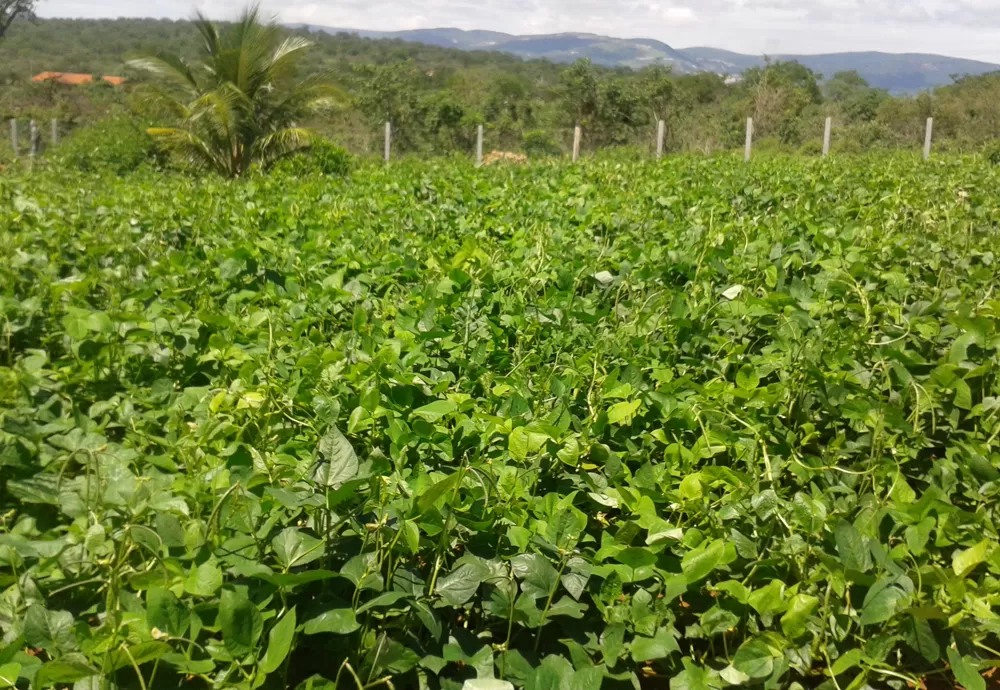 Garantia Safra: agricultores familiares já podem fazer inscrição