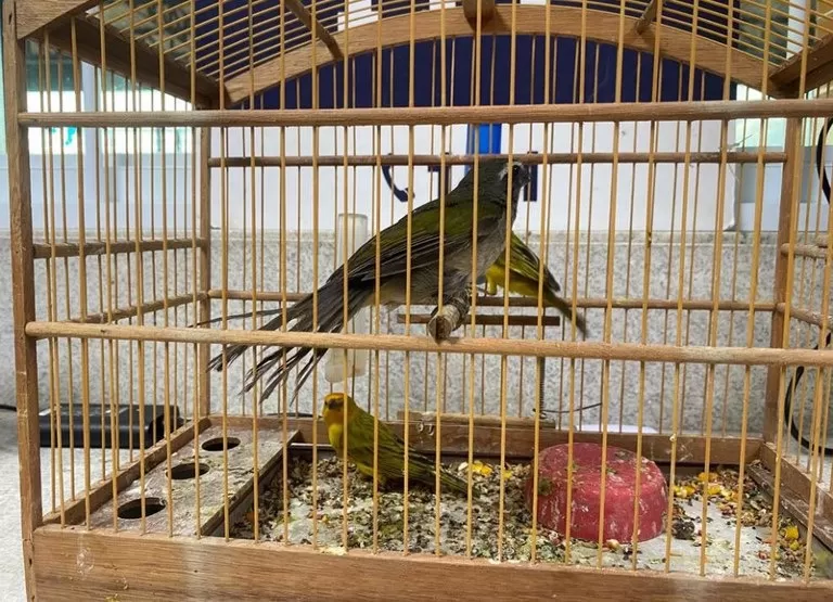 PRF resgata aves silvestres em Vitória da Conquista