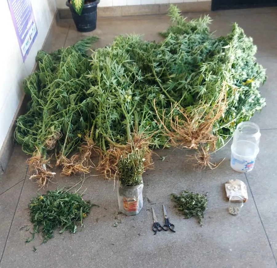 Polícia Militar erradica plantação de maconha e prende suspeito em Ituaçu