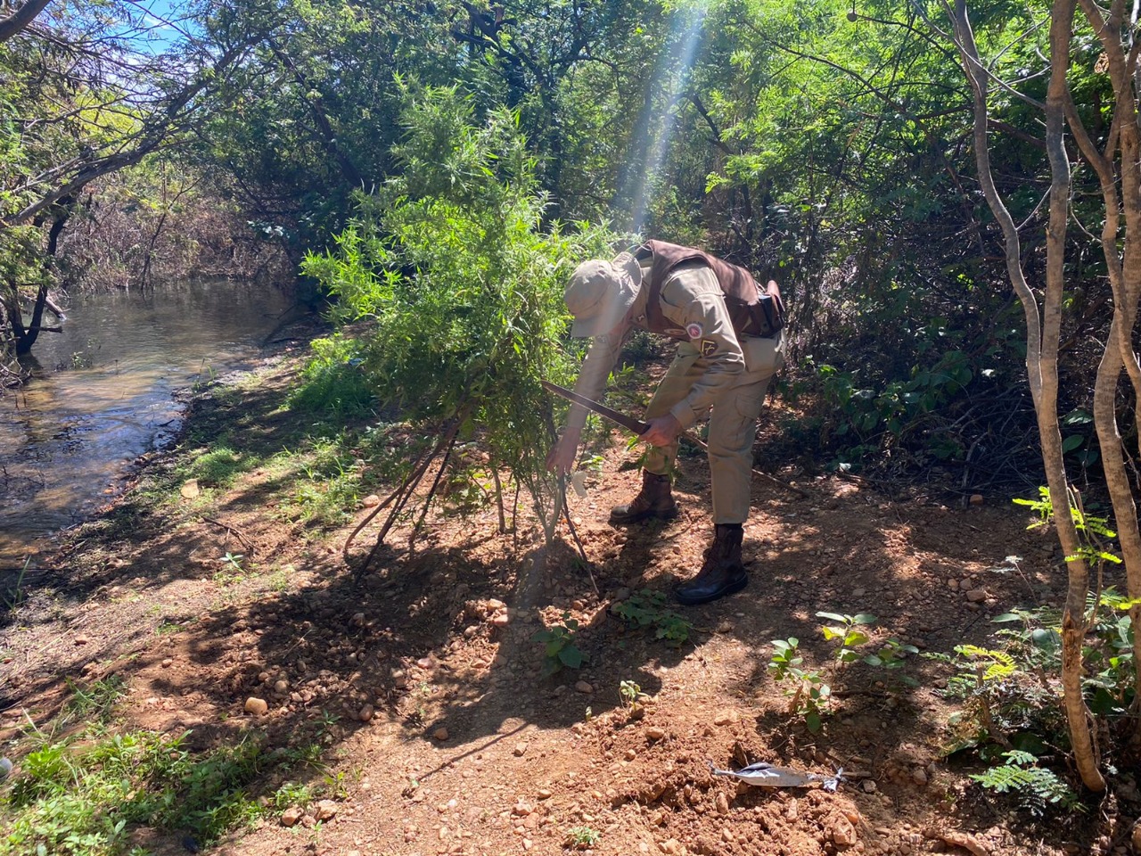 Quatro mil pés de maconha são destruídos no interior
