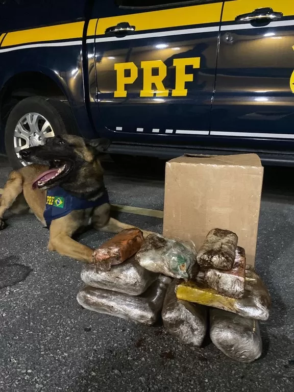 Com auxílio de cão farejador, PRF apreende cocaína, maconha e crack em ônibus na BR 116