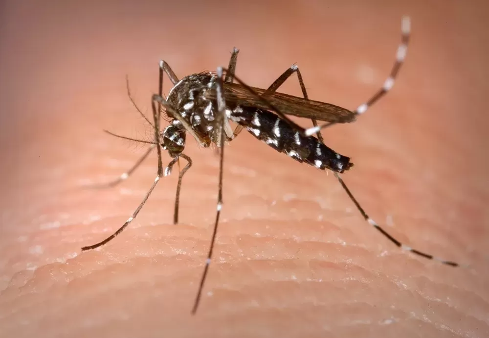 Saúde lança campanha após aumento da dengue, Zika e chikungunya