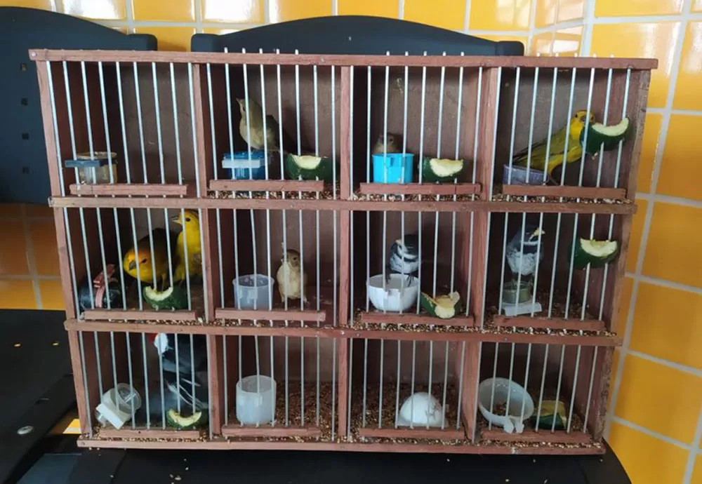 Aves são resgatadas pela PRF em Vitória da Conquista