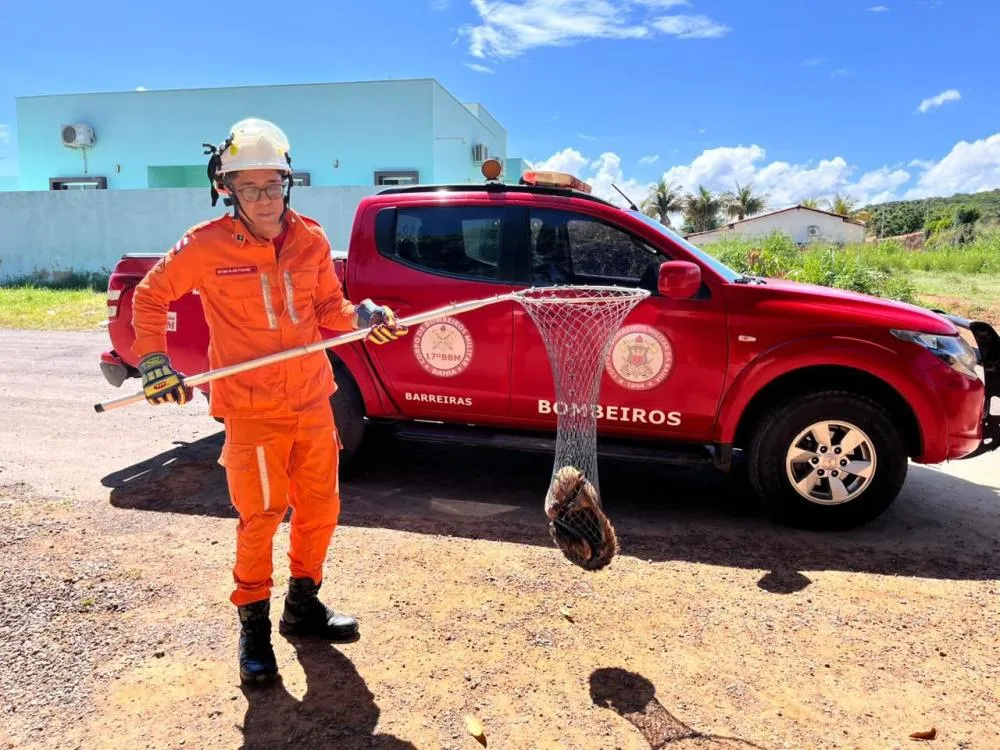 Tamanduá-mirim é resgatado por bombeiros em povoado de Barreiras