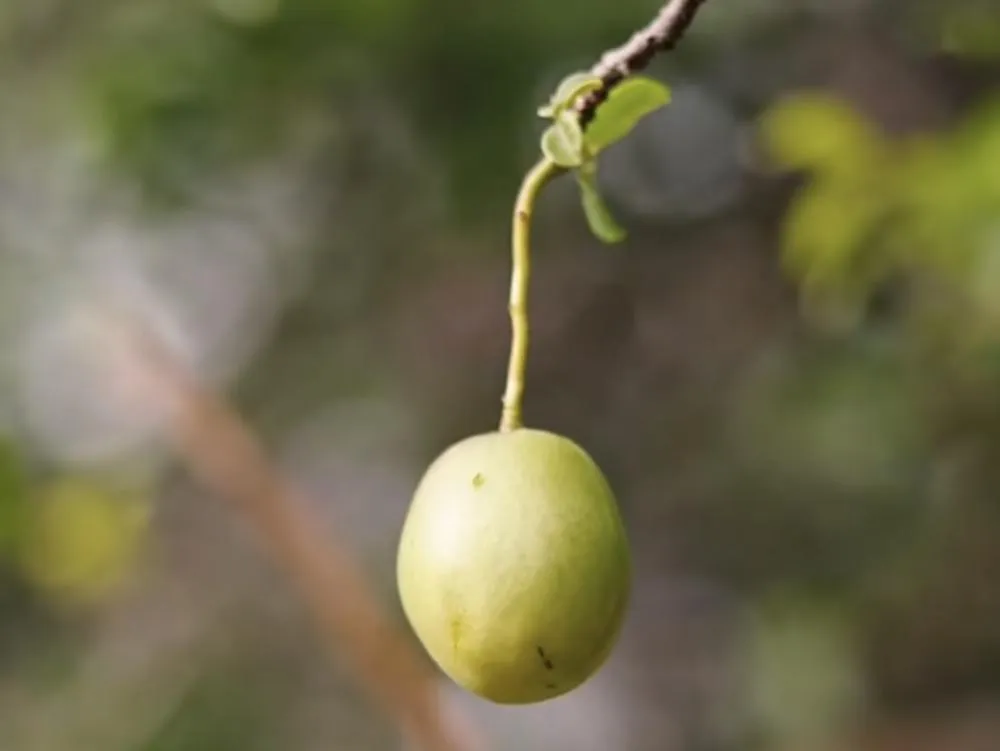 Prefeitura de Brumado entrega mudas de umbu gigante na comunidade do Jacaré