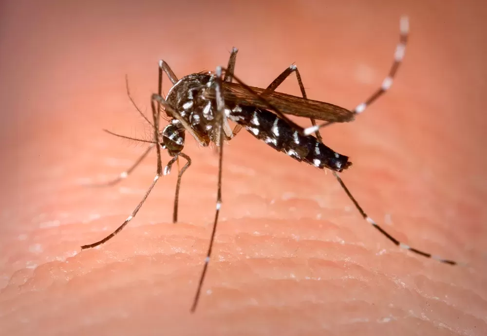 Mortes por dengue chegam a 113 no país; 438 óbitos são investigados