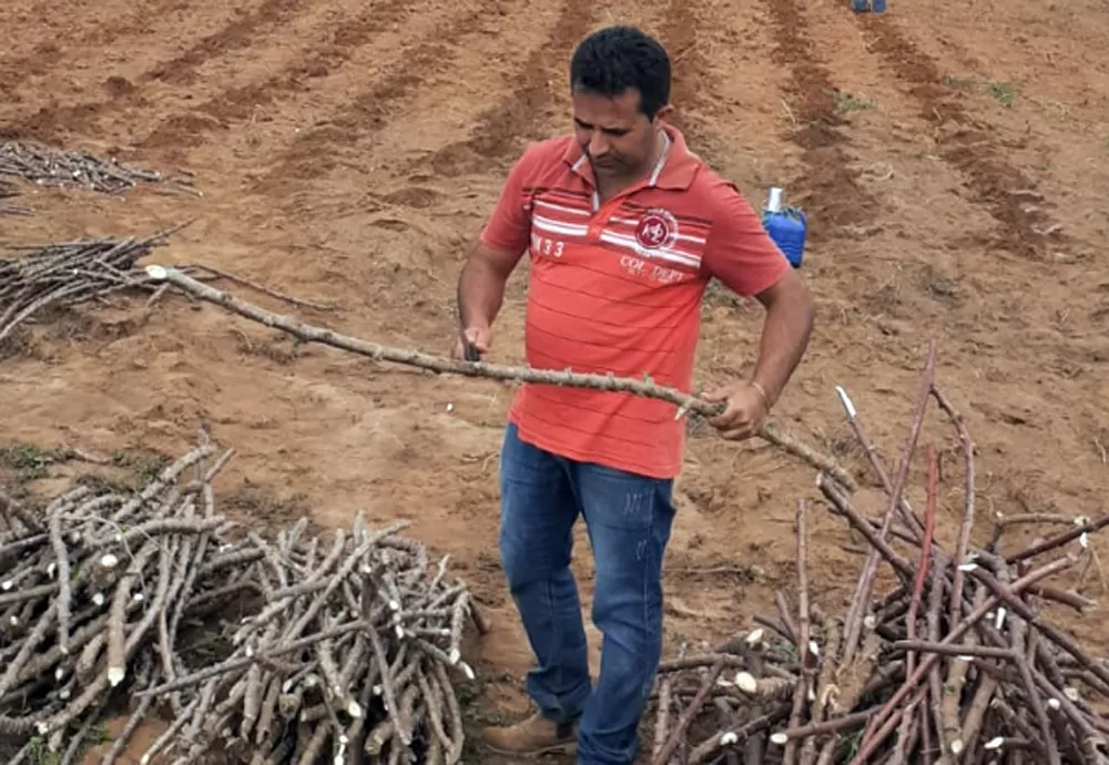 Maniveiro fortalece produção de mandioca da agricultura familiar no Sudoeste Baiano