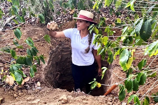 Pesquisa da Uesb aponta que agroflorestas contribuem com o crédito de carbono