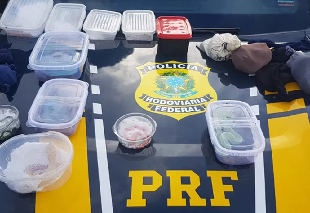 Cobras e lagartos são resgatados pela PRF dentro de ônibus no Extremo Sul da Bahia