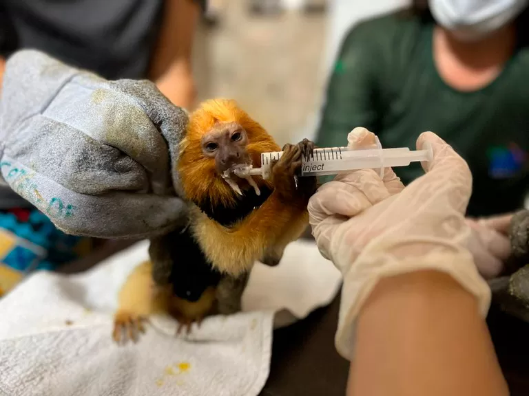 PF deflagra Operação Leari & Rosalia em combate ao tráfico de animais