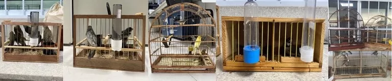 PRF flagra crime ambiental e resgata 29 pássaros silvestres transportados irregularmente em ônibus de viagem na BR 116