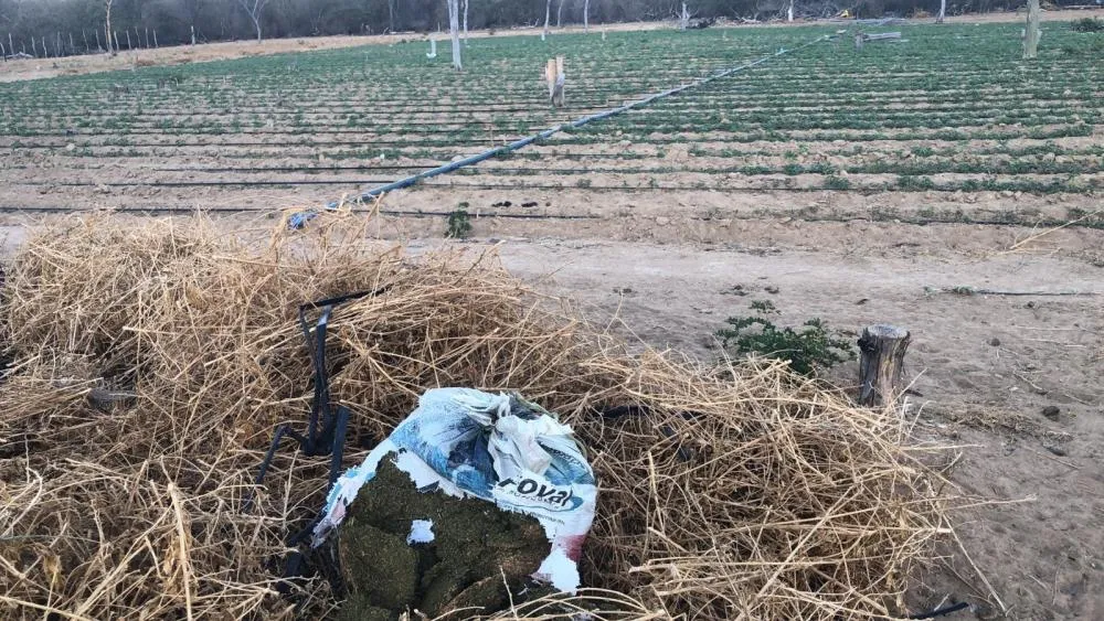 FICCO Bahia, PM e PF desmontam roça de maconha que contava com sistema de energia solar